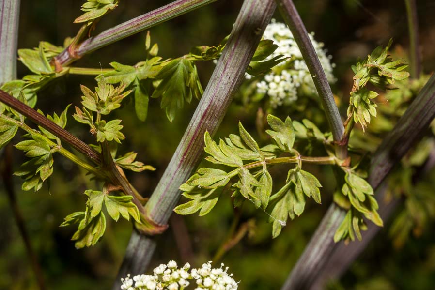 Apiaceae: Xanthoselinum venetum